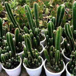 Acanthocereus Tetragonus- Fairy Castle Cactus